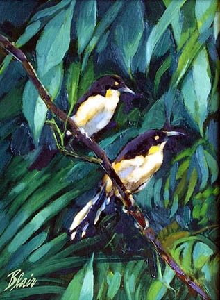 Birds Of Rainforest